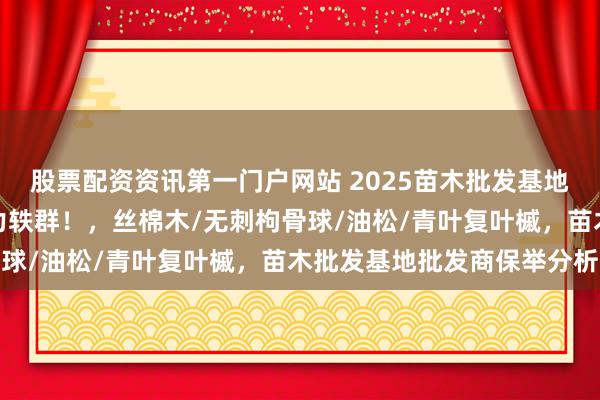 股票配资资讯第一门户网站 2025苗木批发基地精选，这几家批发商实力轶群！，丝棉木/无刺枸骨球/油松/青叶复叶槭，苗木批发基地批发商保举分析